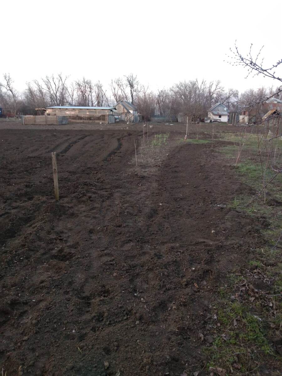 В сад отправились полезные травы. Душица и мелисса.