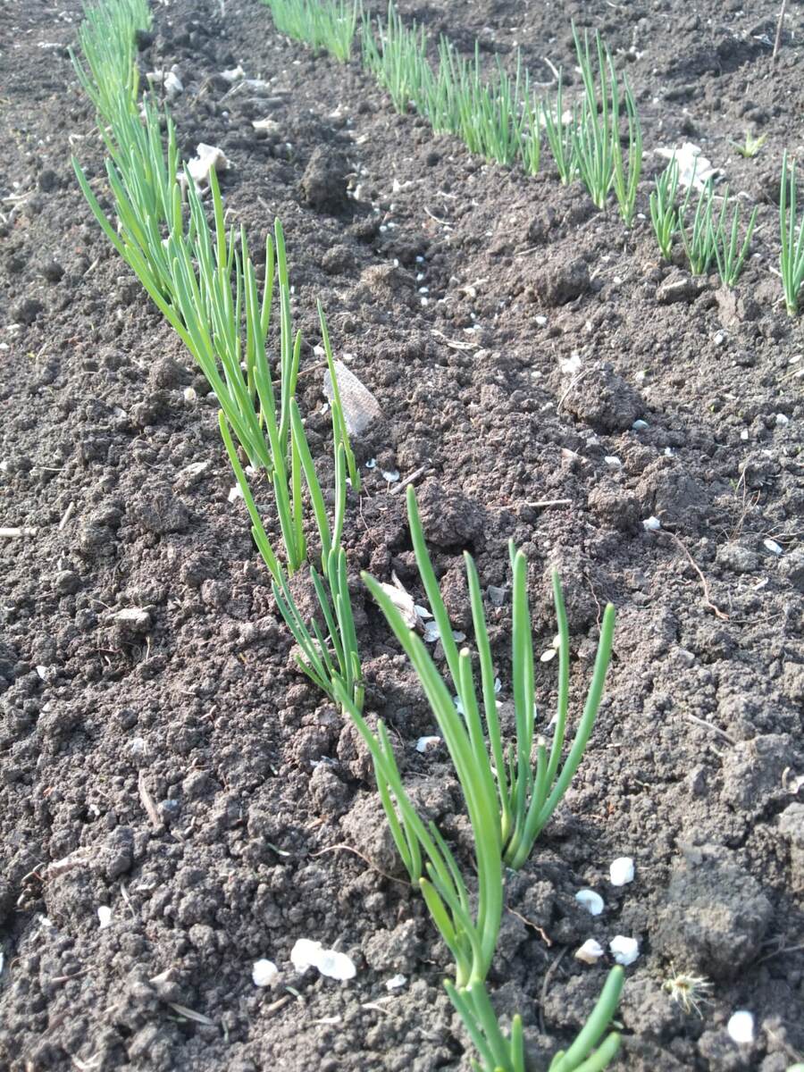 Лук на перо уже в рост пошёл.