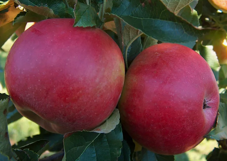 Мичурин писал 97 лет назад: Обрезайте яблони весной в саду должным образом, чтобы собирать обильный урожай