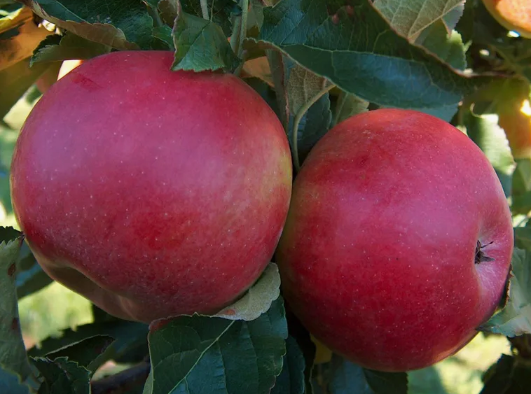 Красивые яблочки