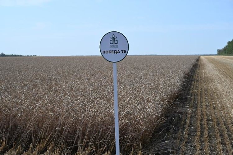    Как десять сортов озимых пшеницы и ячменя НЦЗ имени Лукьяненко перезимовали в Ингушетии