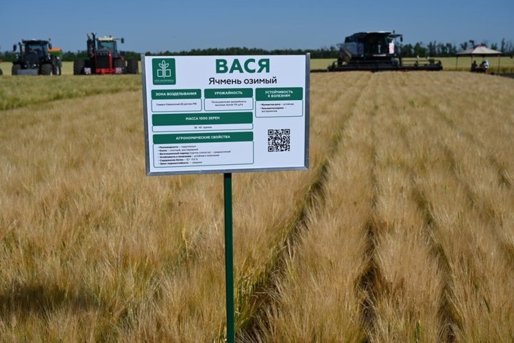     Как десять сортов озимых пшеницы и ячменя НЦЗ имени Лукьяненко перезимовали в Ингушетии
