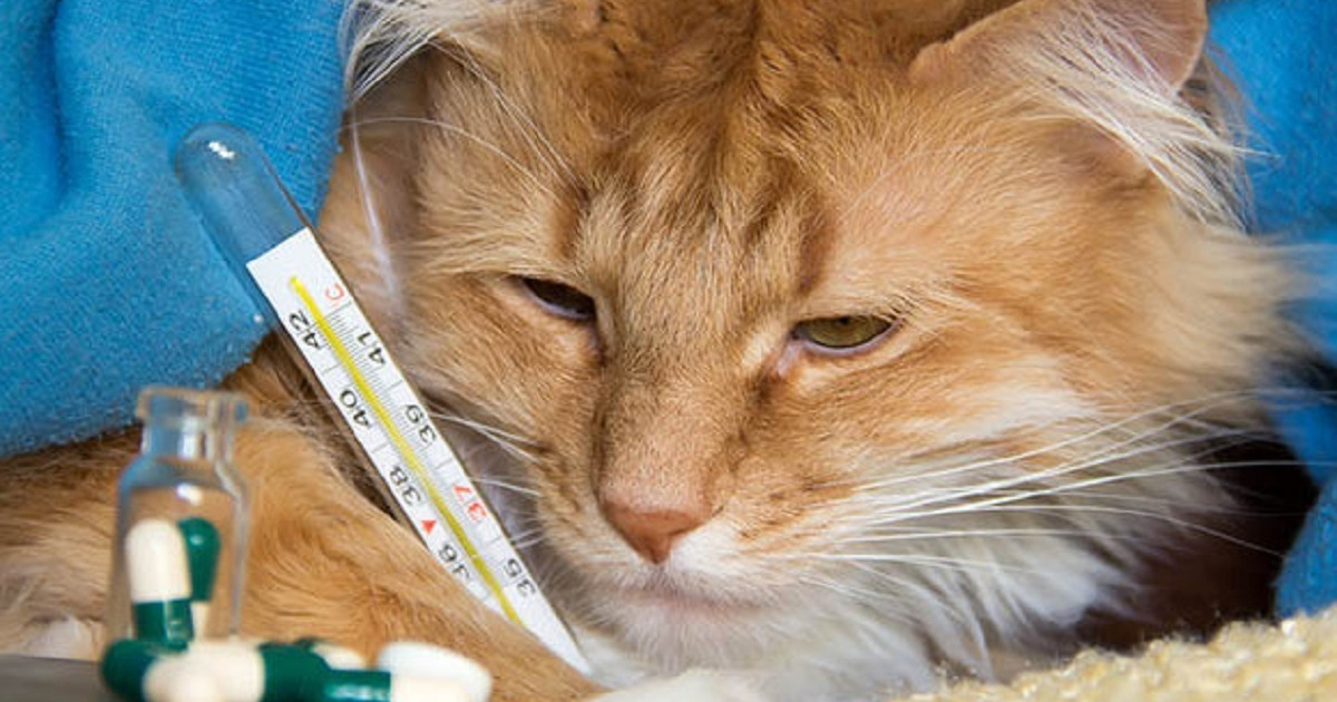 Картинки Яндекс