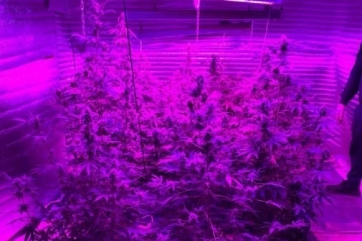    В Тверской области ликвидировали наркоферму