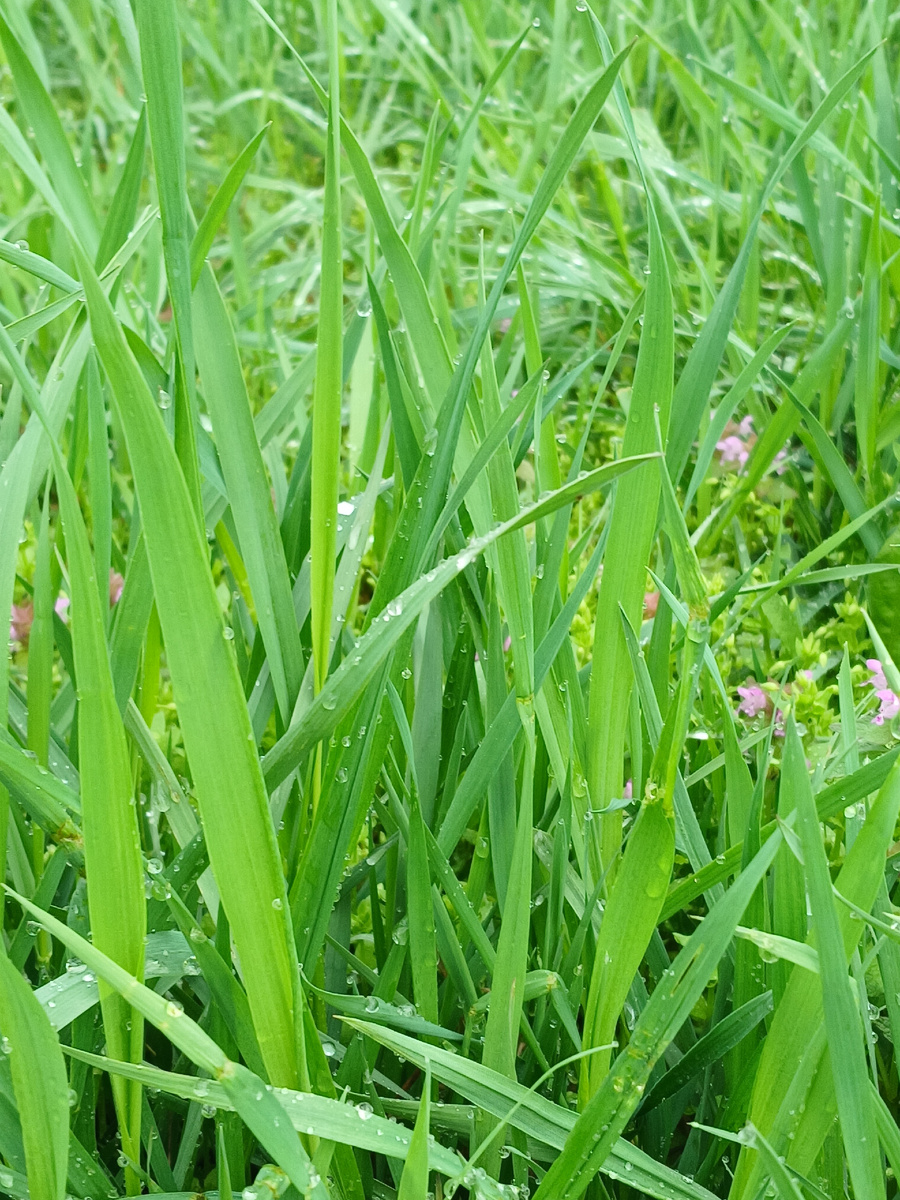 После дождя