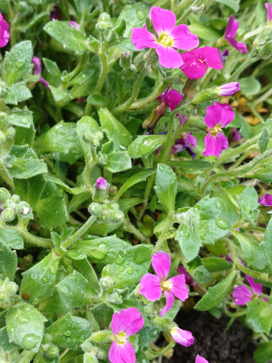 Новый обитатель моей клумбы