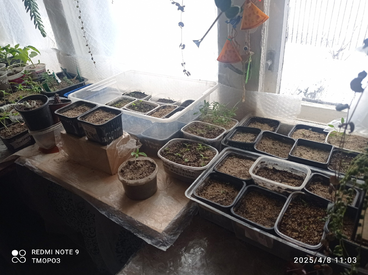 окно в моей комнате,южное