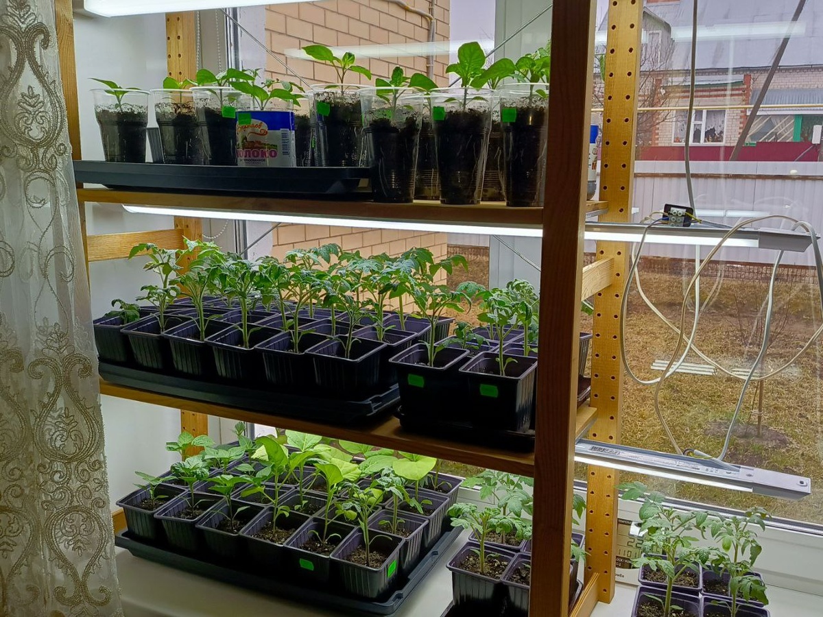 Вот так в тесноте сидела рассада. Было..