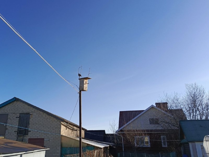 Заселение скворечника не за горами. В этом году что-то поздно..