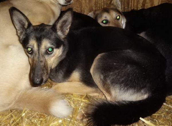 На этом фото в приюте Кожухово Верба еще с роскошным хвостом.