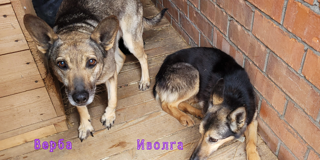 Ветераны приюта Иволга и Верба вывезены на передржку. Ищем финкураторов.