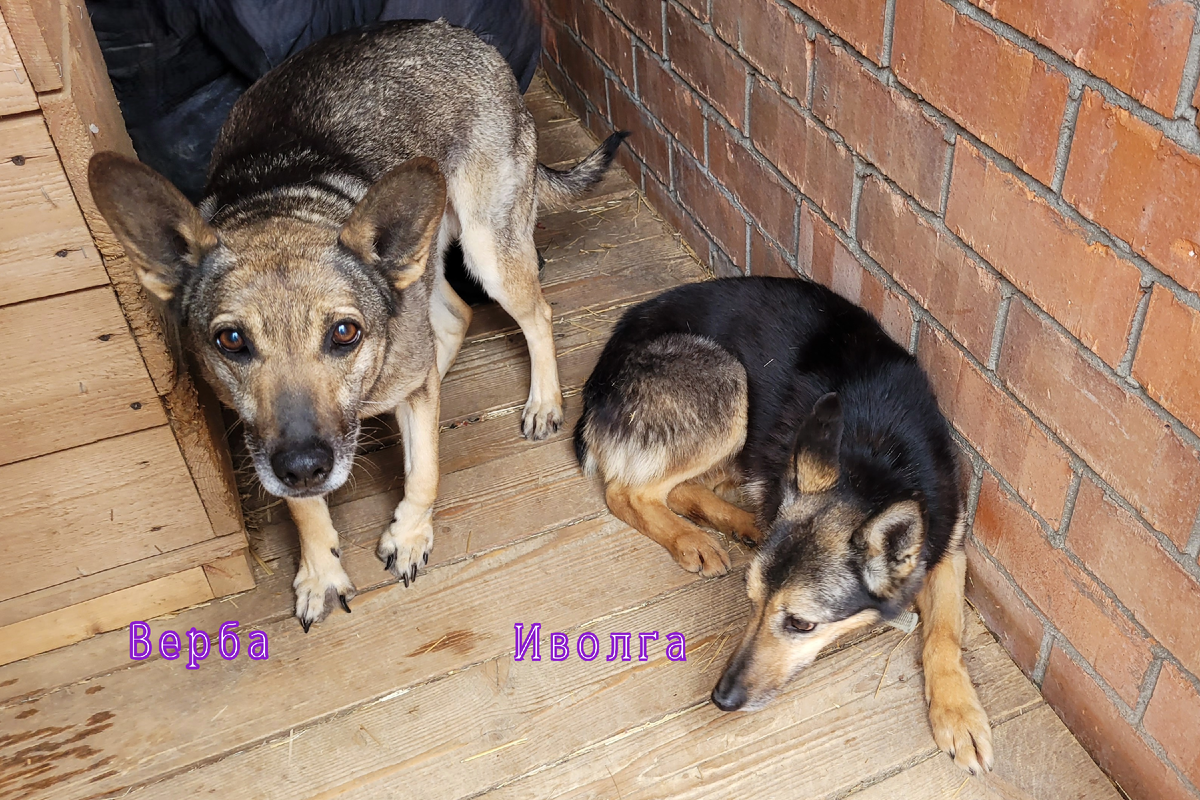 "ветеран приют", это не приговор.