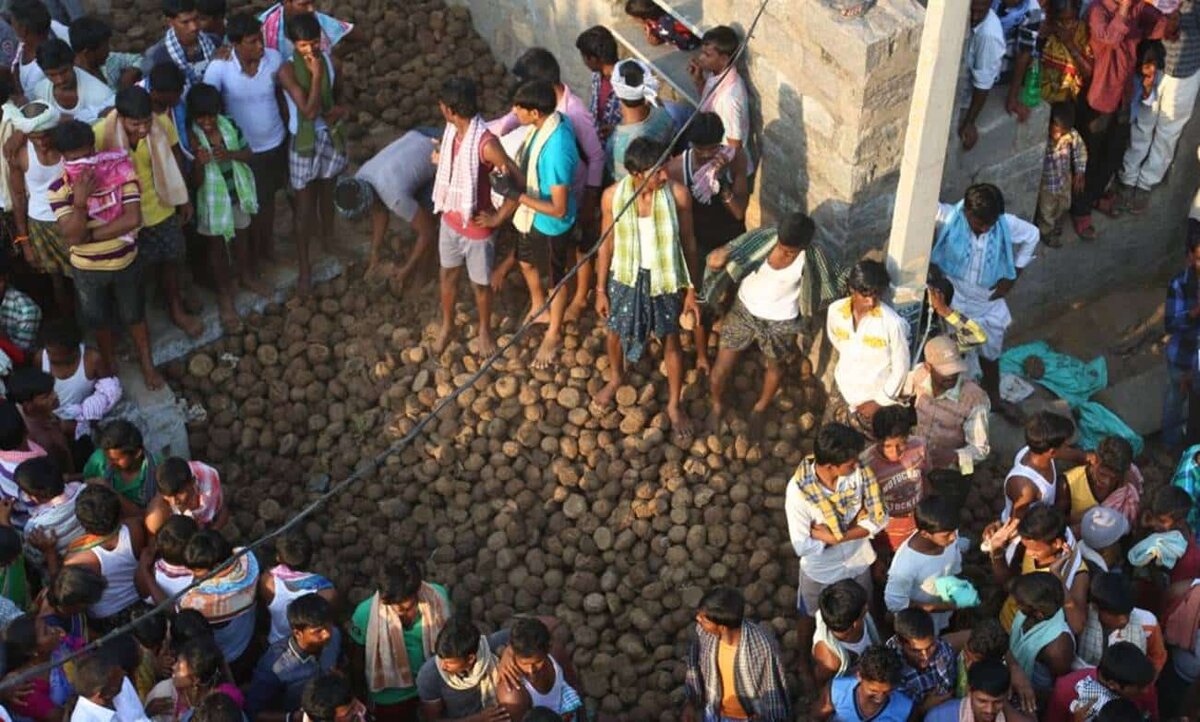 Бросание коровьих лепешек