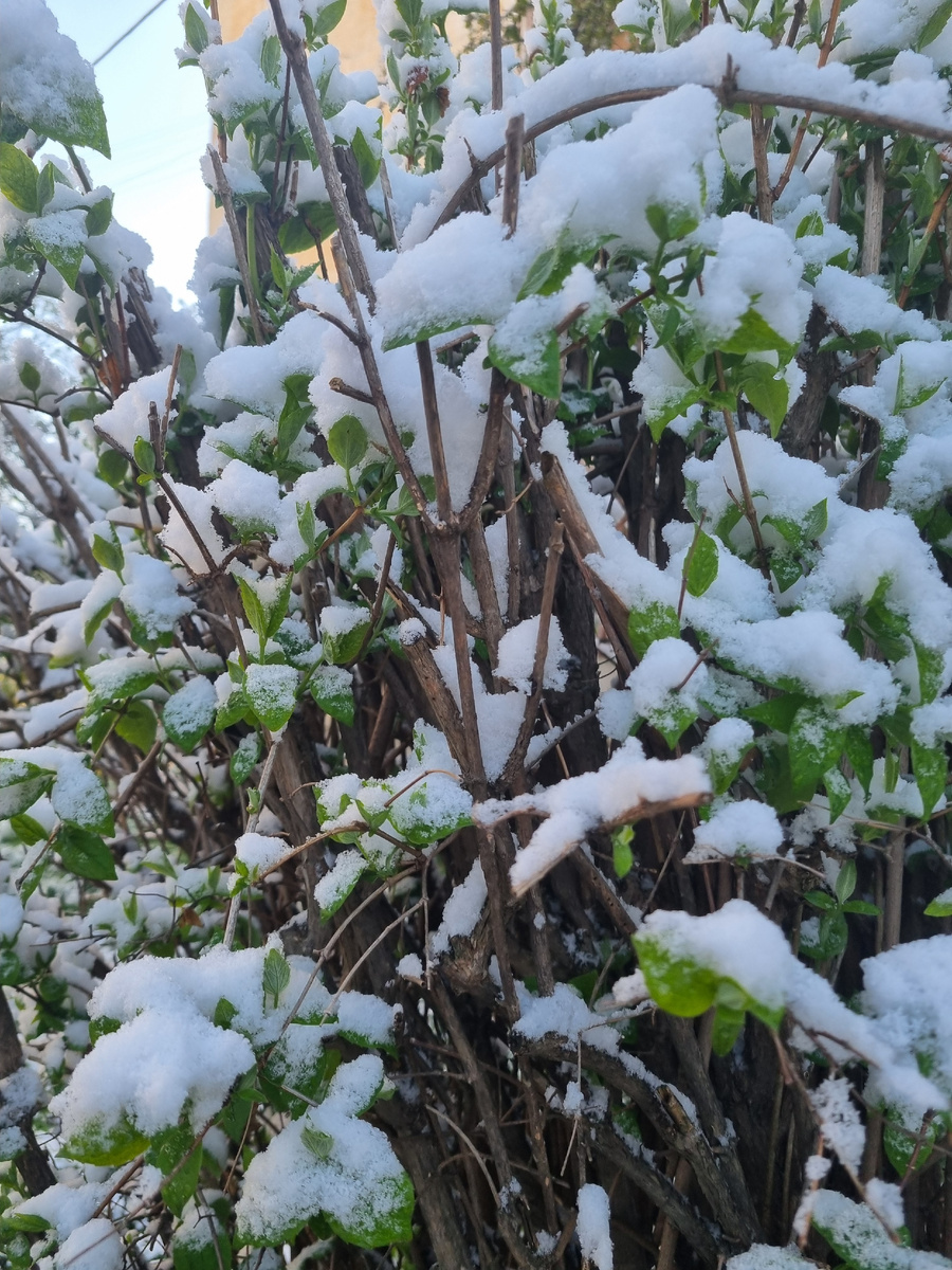 Снежный апрель