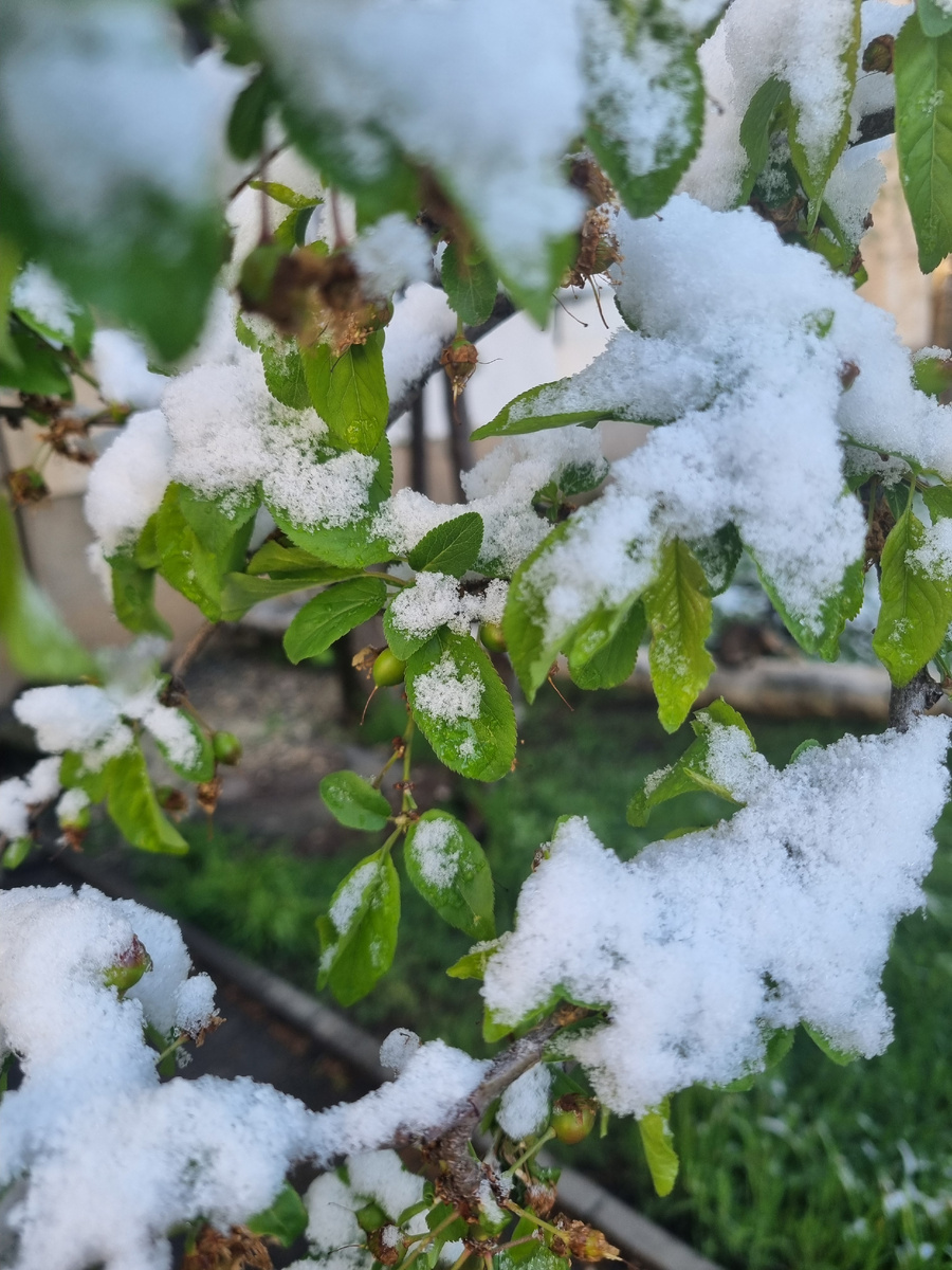 Слива и ягодки на ней