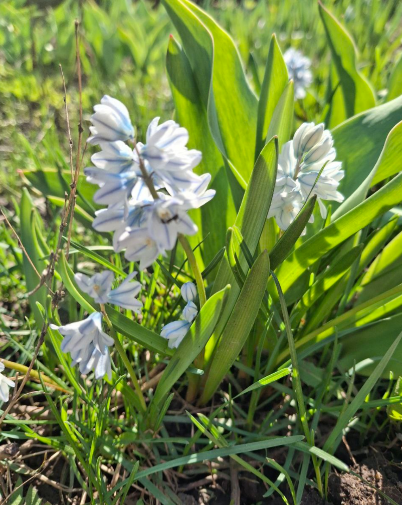 Пушкиния. Фото автора Юлия Мальнева