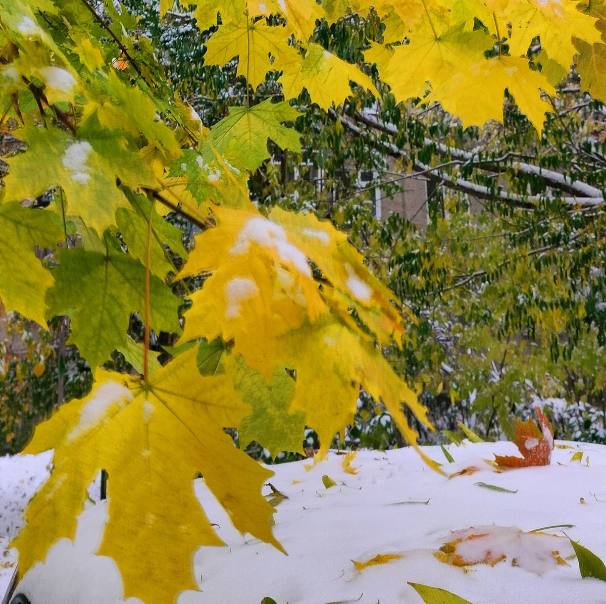 На деньги ума не купишь Русская пословица
