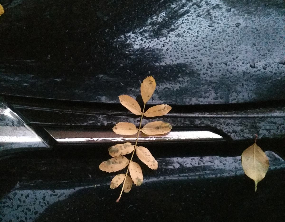 Чем более странным нам кажется сон, тем более глубокий смысл он несет.  Зигмунд Фрейд 