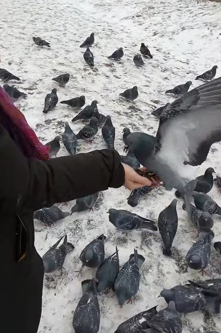 Совсем не боятся людей!