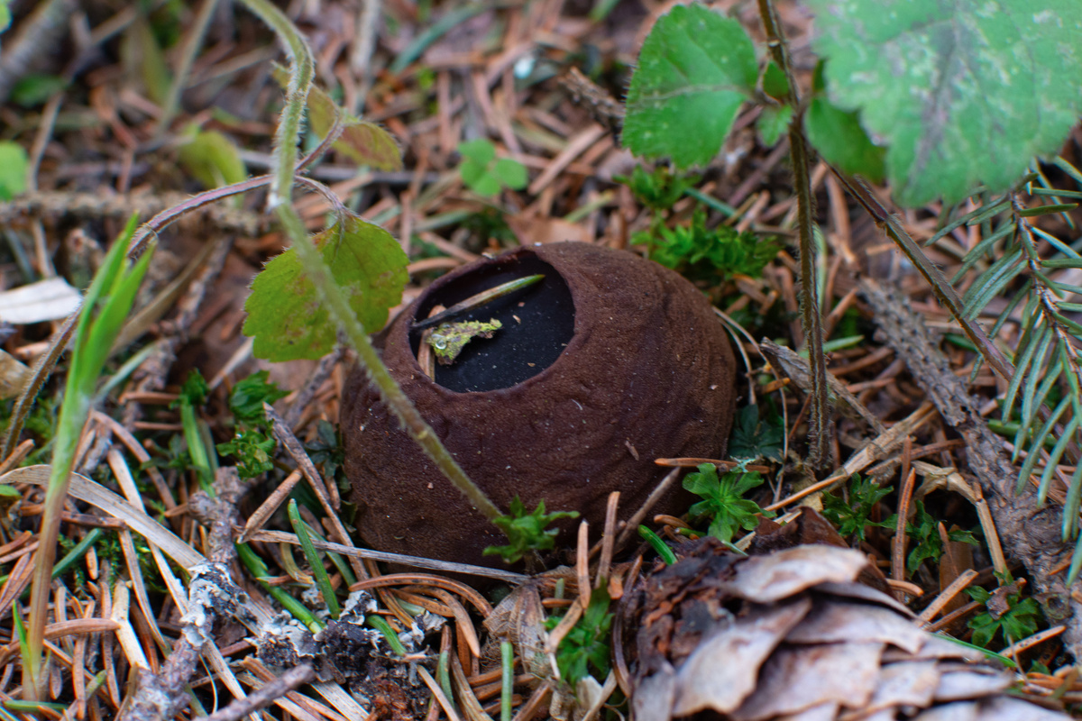 Саркосома шаровидная (Sarcosoma globosum). Находка 5 апреля, 2025 года, Московская область, Сергиево-Посадский г. о.