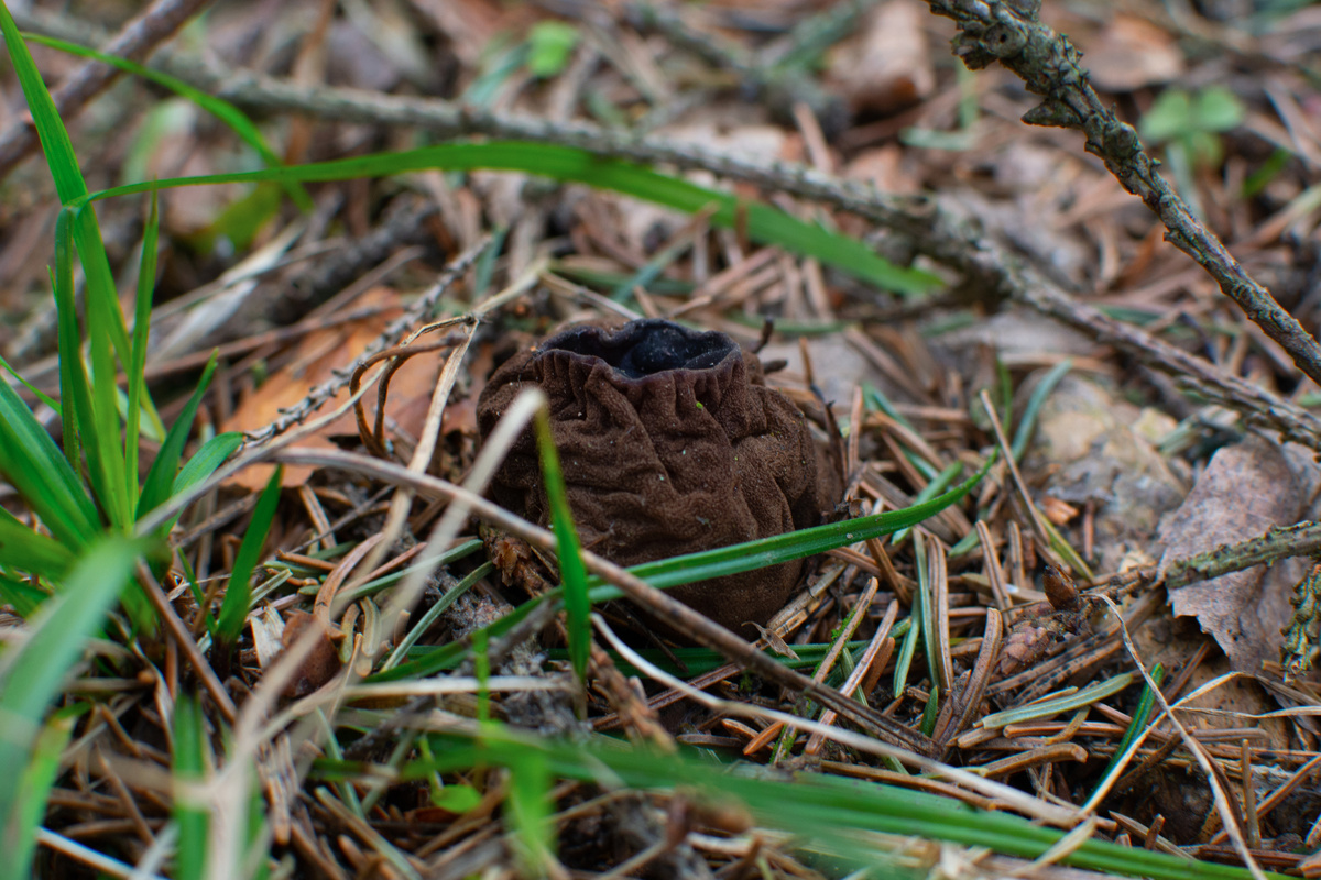Саркосома шаровидная (Sarcosoma globosum). Смешанный лес с преобладанием елей, Находка 5 апреля, 2025 года, Московская область, Сергиево-Посадский г. о.