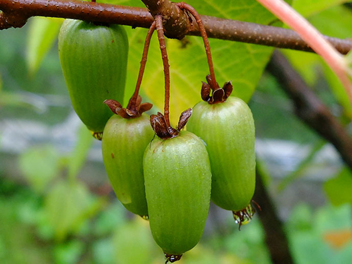 Актинидия коломикта