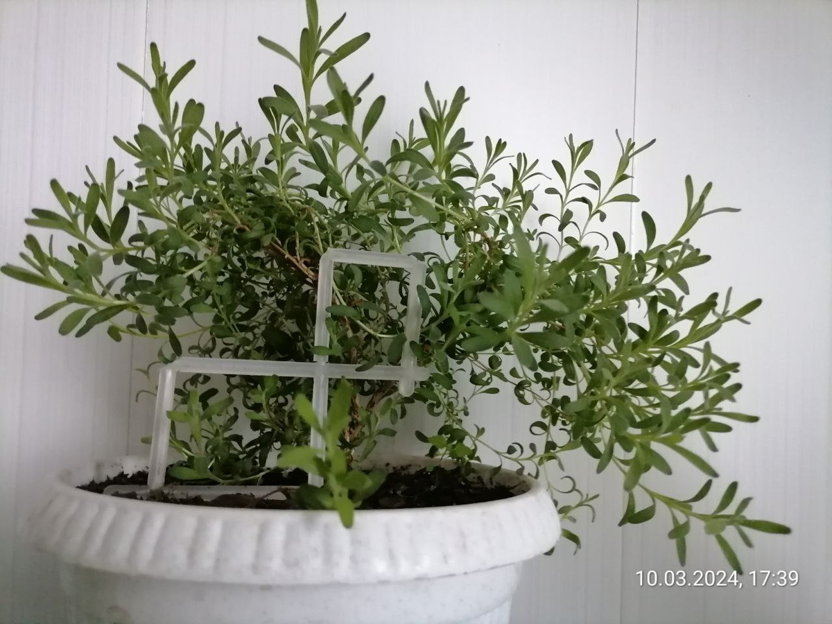 Лаванда перезимовала дома, в горшке,  заваливалась, я ее подпирала, фото автора