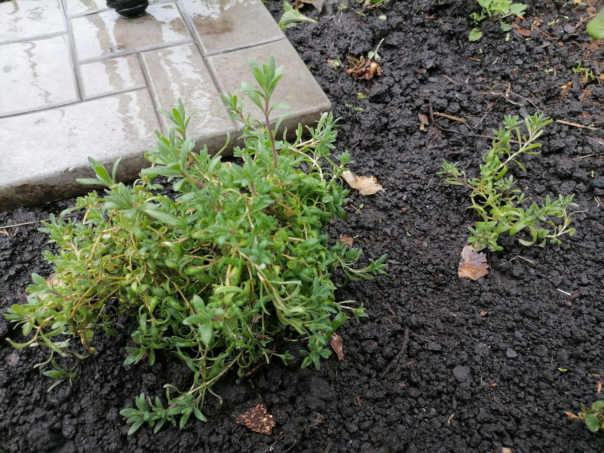 Два куста: большой и маленький черенком от большого, сразу после высадки, фото автора