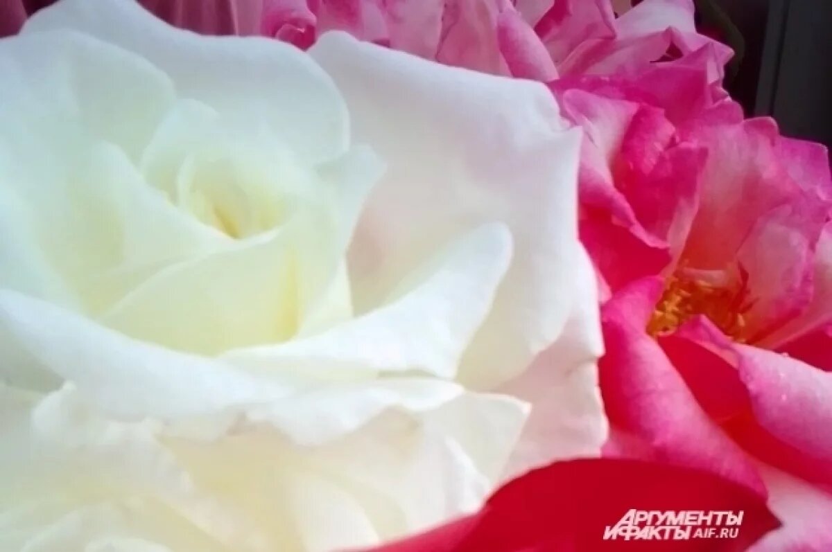    «Розы любят полив».