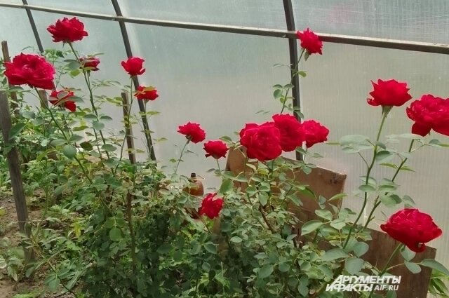    Если соблюсти несложные правила, розы будут радовать вас все лето. Фото:  АиФ/ Наталья Стерледева