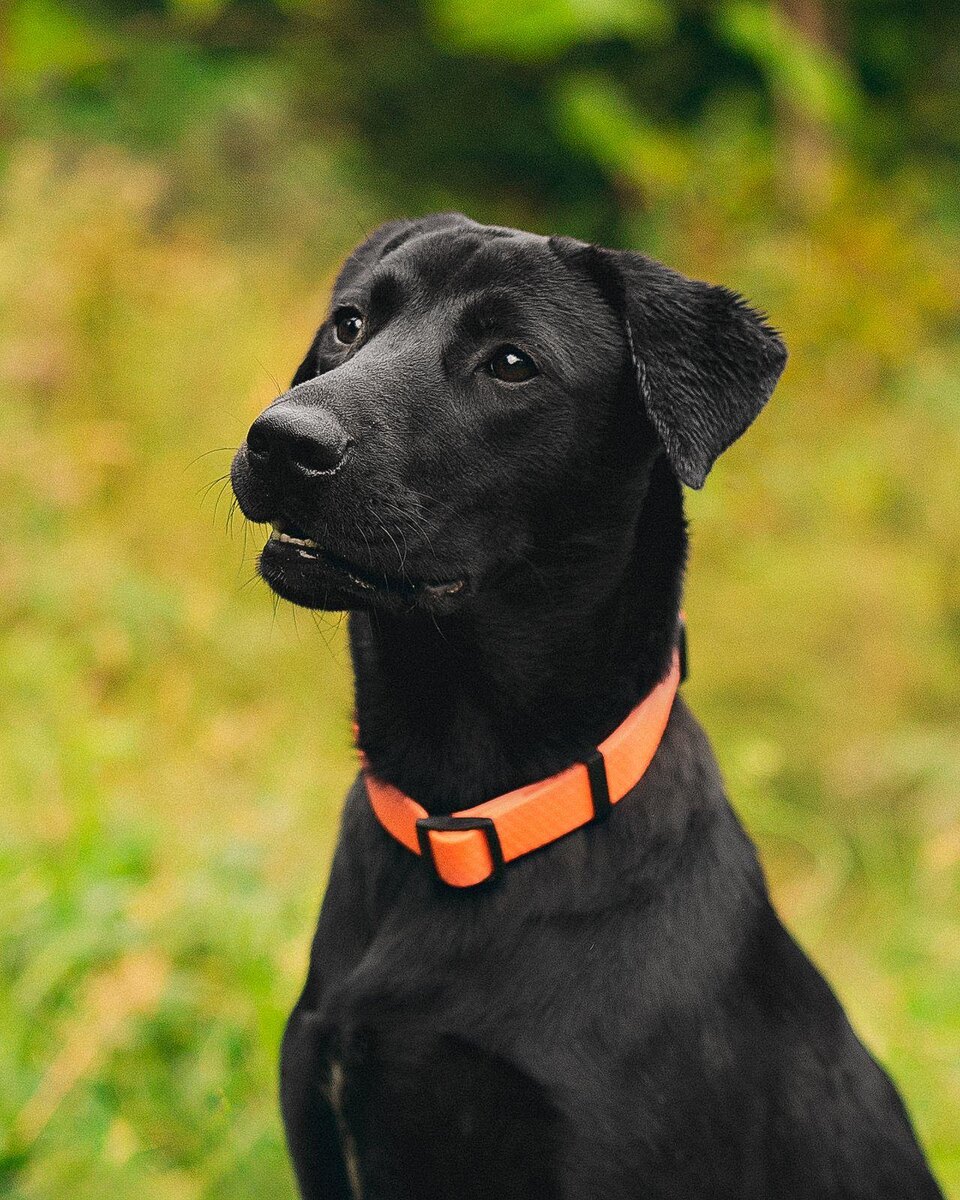 Джули. Фото сделано волонтёрами