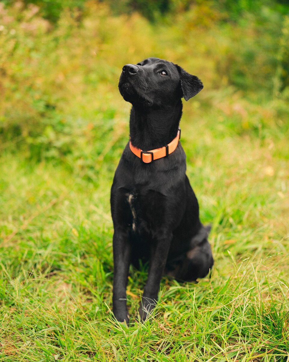 Джули. Фото сделано волонтёрами