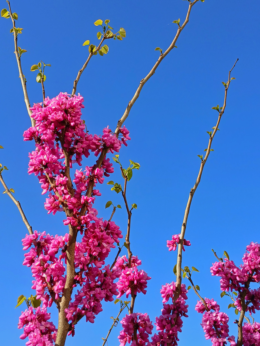 Весна в Грузии 
