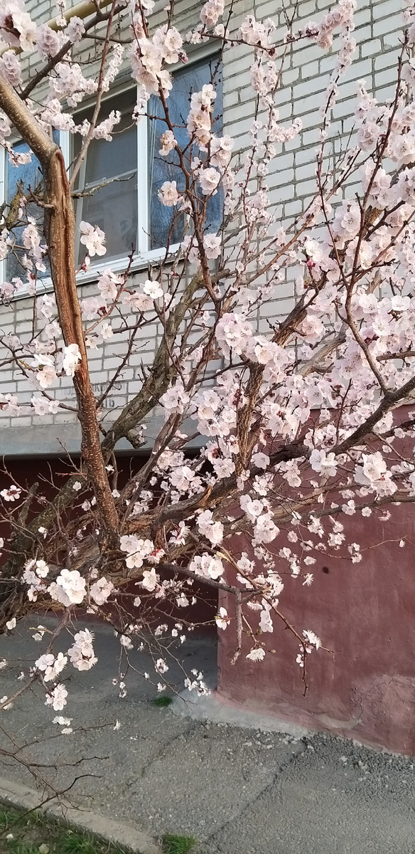 Цветущий абрикос около нашего дома.