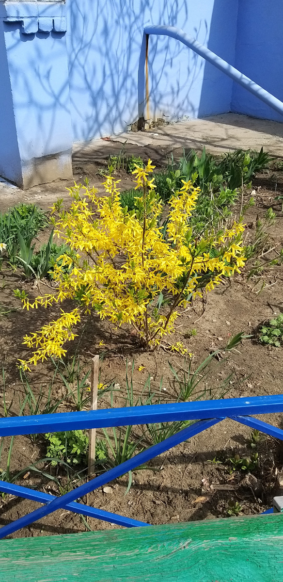 Это тоже весенний кустик около дома.