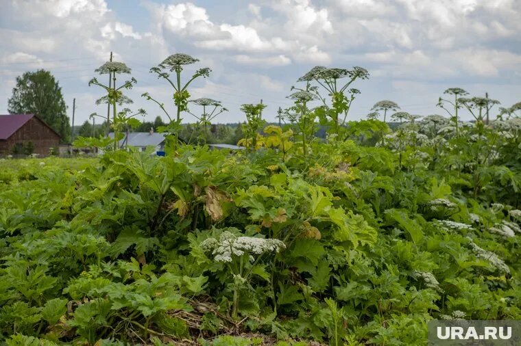 Senobot без труда справится с зарослями борщевика, утверждают разработчики роботизированной газонокосилки. Фото: Сергей Русанов © URA.RU