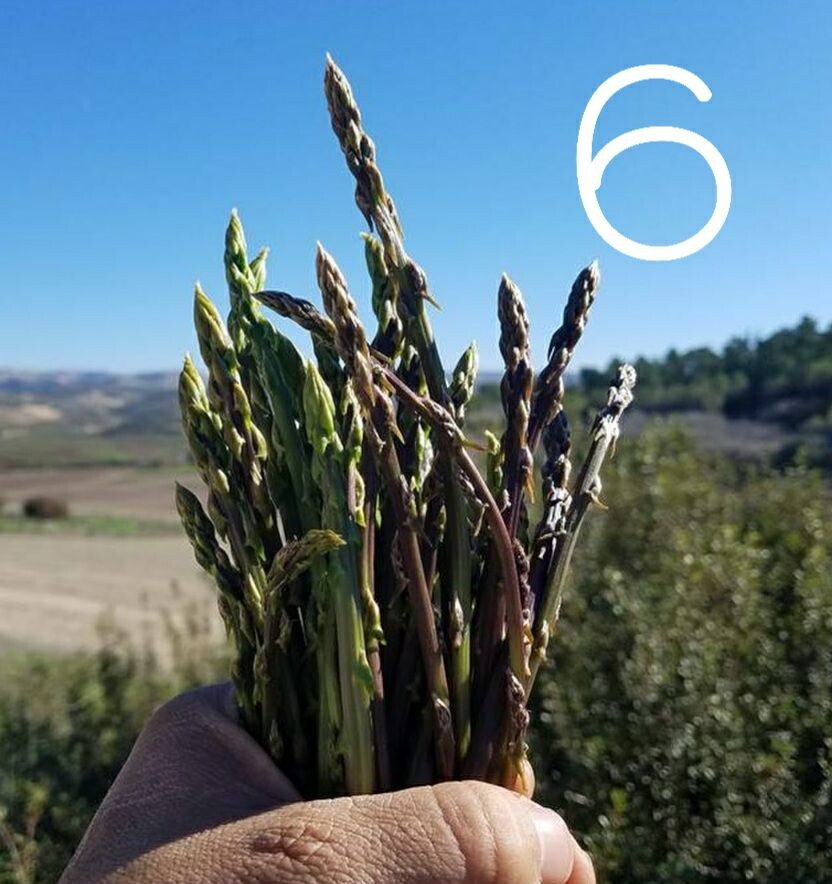 Домашняя спаржа фото или дикорастущая выглядят почти одинаково.