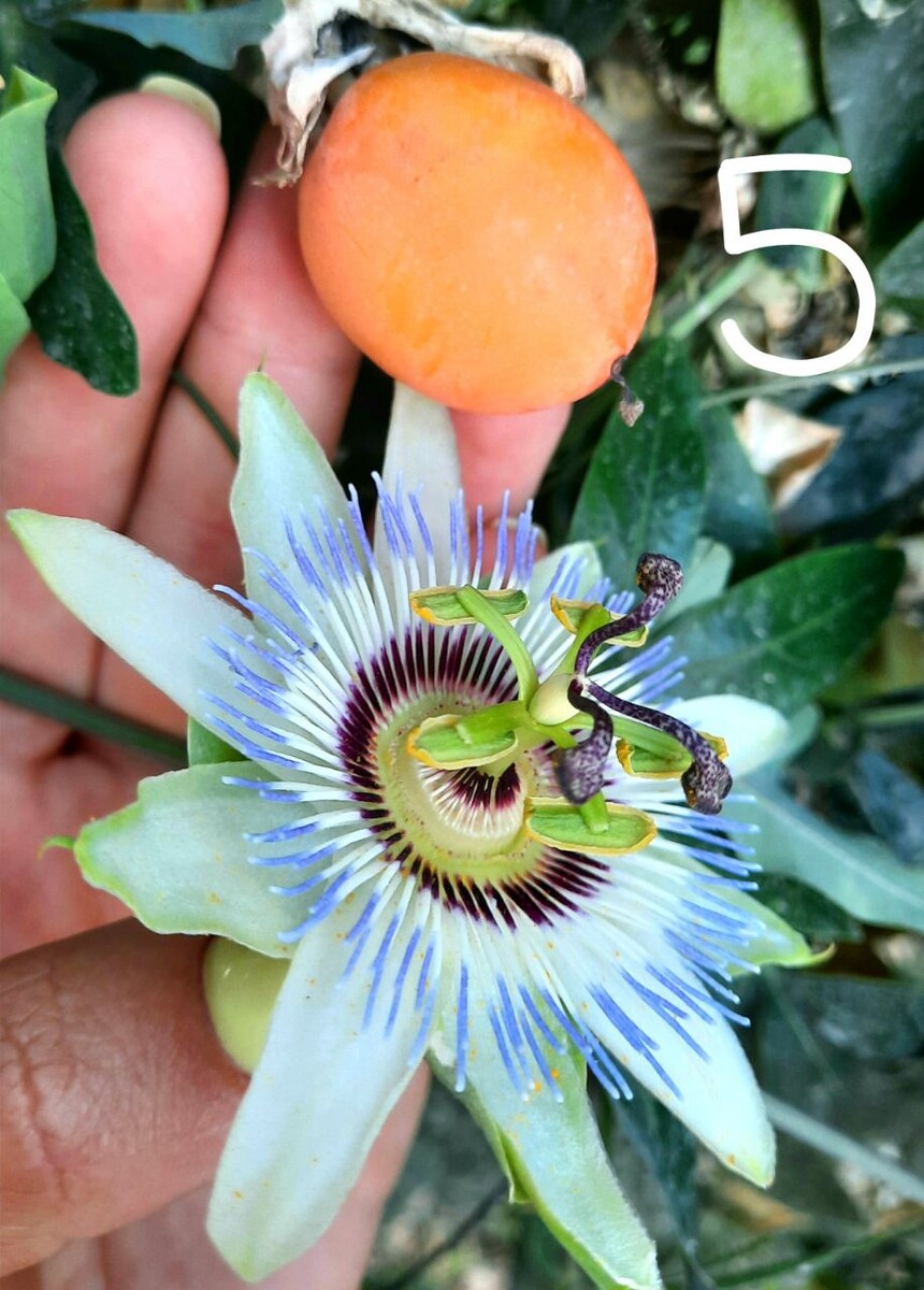Пассифлора цветок и маракуйя фрукт найден на улице Крыма