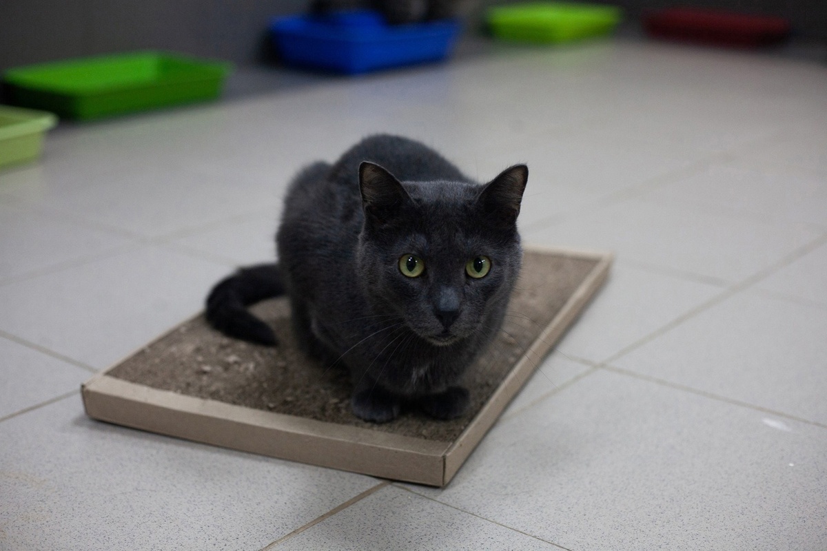 Макс в приюте