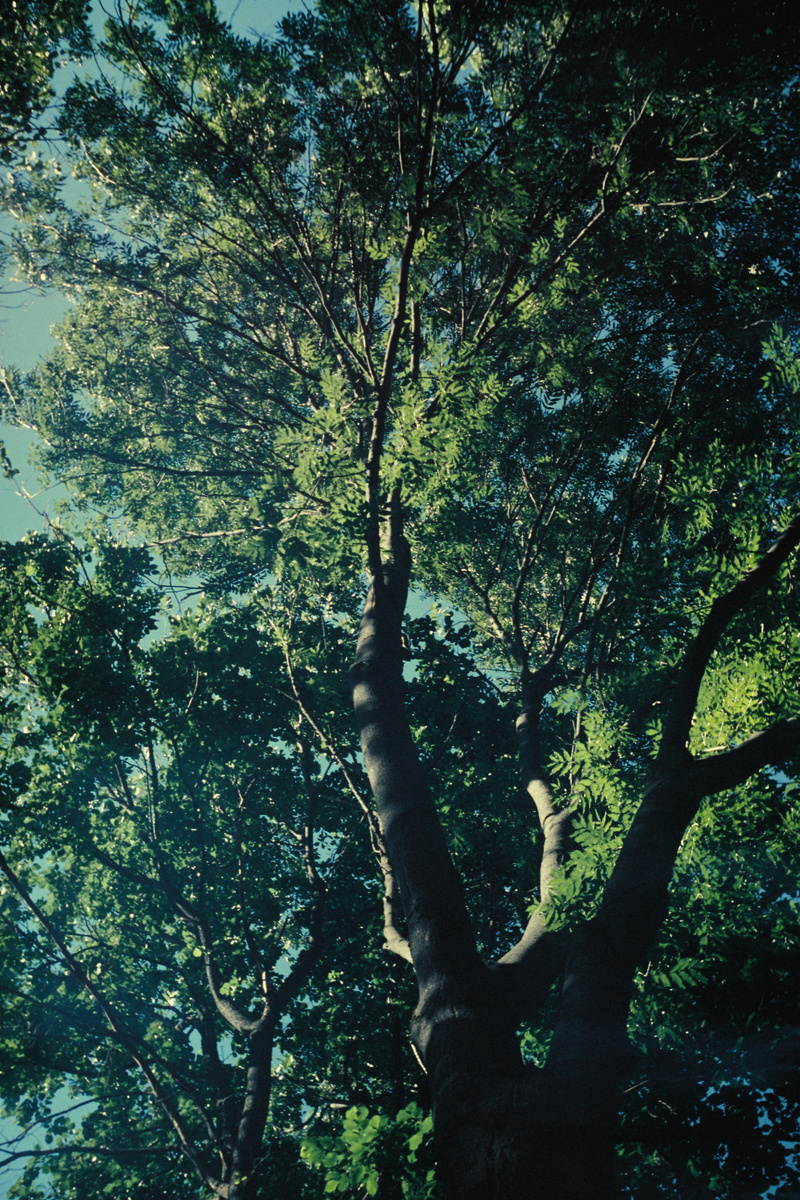 Фото: https://unsplash.com/photos/a-view-of-the-top-of-a-tree-from-below-jtBptco0GWE#:~:text=Photo%20by%20%D0%AE%D1%80%D0%B0%20%D0%A1%D0%B2%D0%BE%D0%B5%D0%B2%20on%20Unsplash
      
      