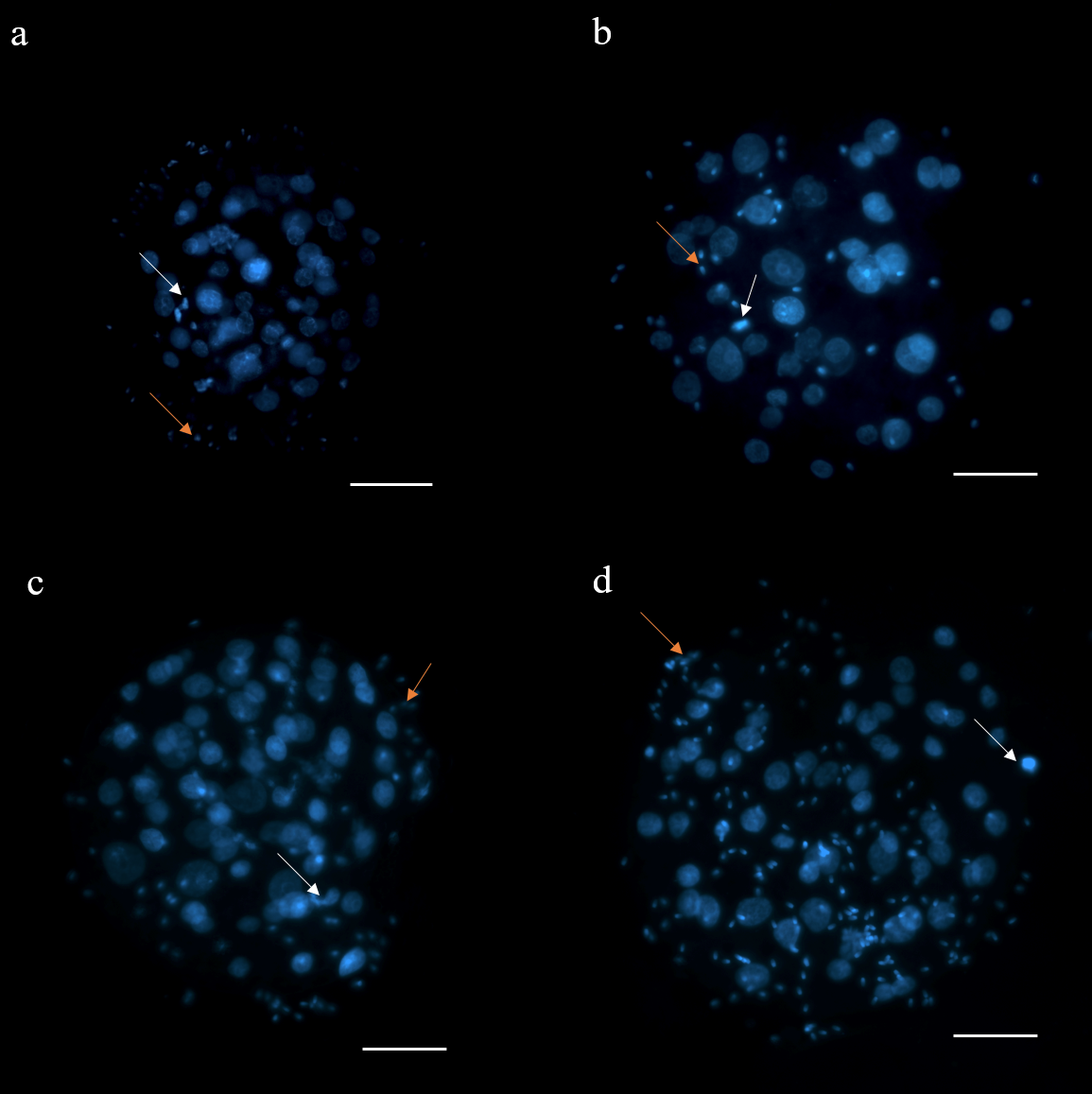 Стадии развития преимплантационного эмбриона домашней кошки в течение 66 ч культивирования in vitro без (а, с) и со стеариновой кислотой (b, d): морулы (а, b), бластоцисты (c, d). Окраска DAPI. Белые стрелки – фрагментации, оранжевые стрелки – сперматозоиды. Масштаб – 50 мкм.