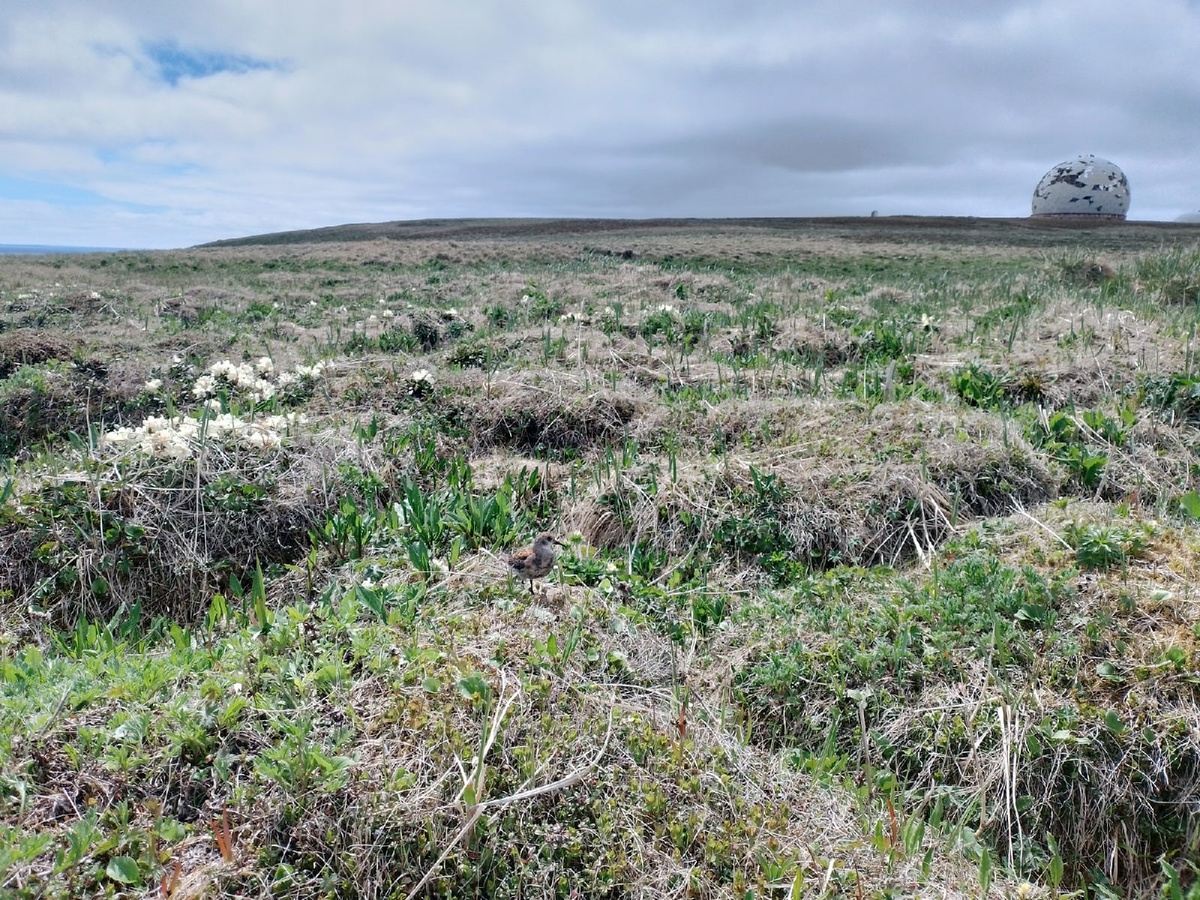 А вы нашли на фото кулика? Фото автора. 
