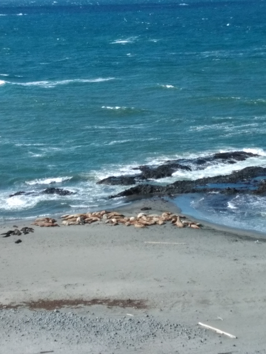 На всех моих фото каланы получаются в вид точки. А вот сивучи как-то раз попали в кадр. 