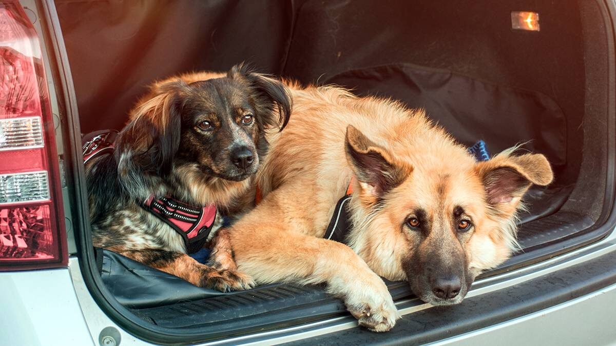    Фото: Shutterstock