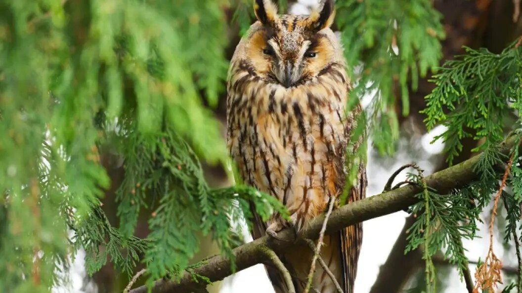    Фото: Wolfram Steinberg/dpa/Globallookpress