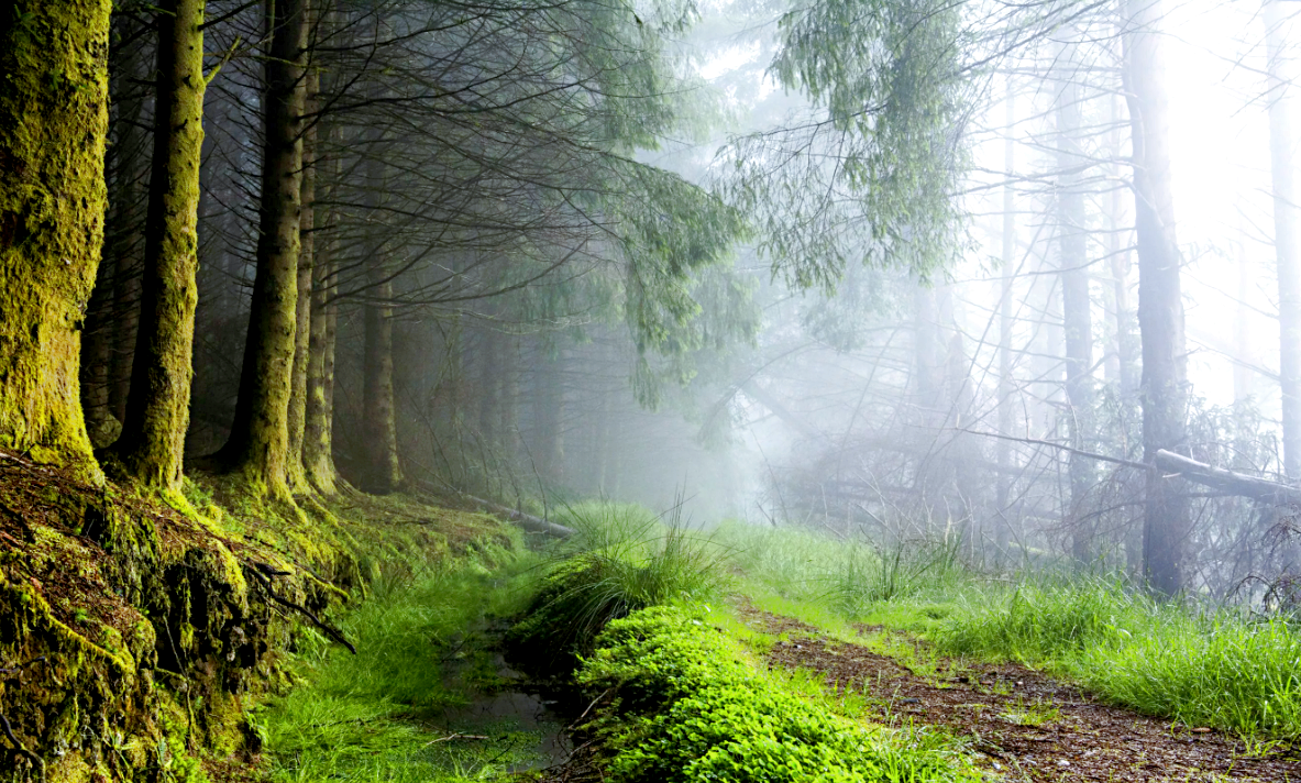 Утро в шотландском лесу. Источник фото: imgur.com