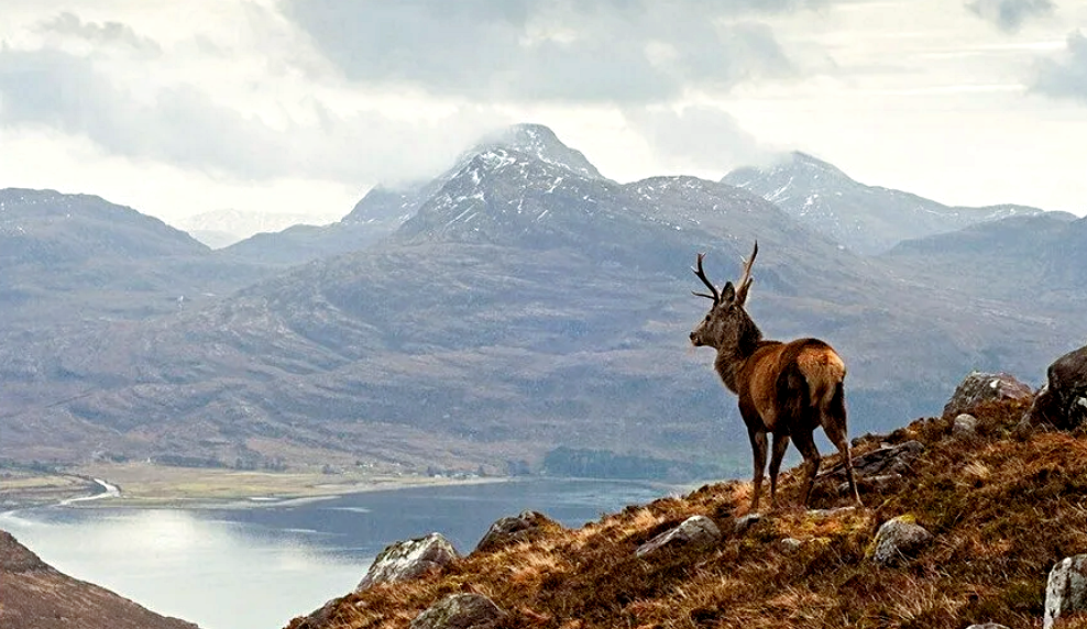 Так вот ты какой, горный олень! Снимок: ru.pinterest