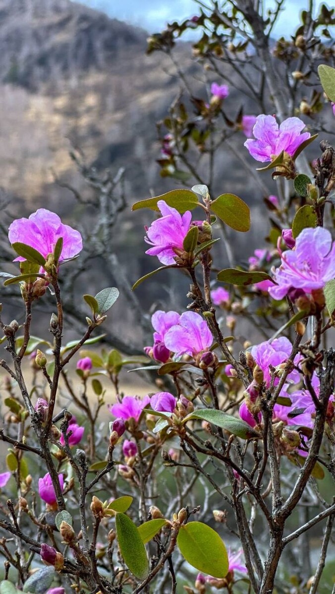    Первые цветущие кусты маральника в Чемальском районе. Источник: Телеграм-канал Инны Смирновой
