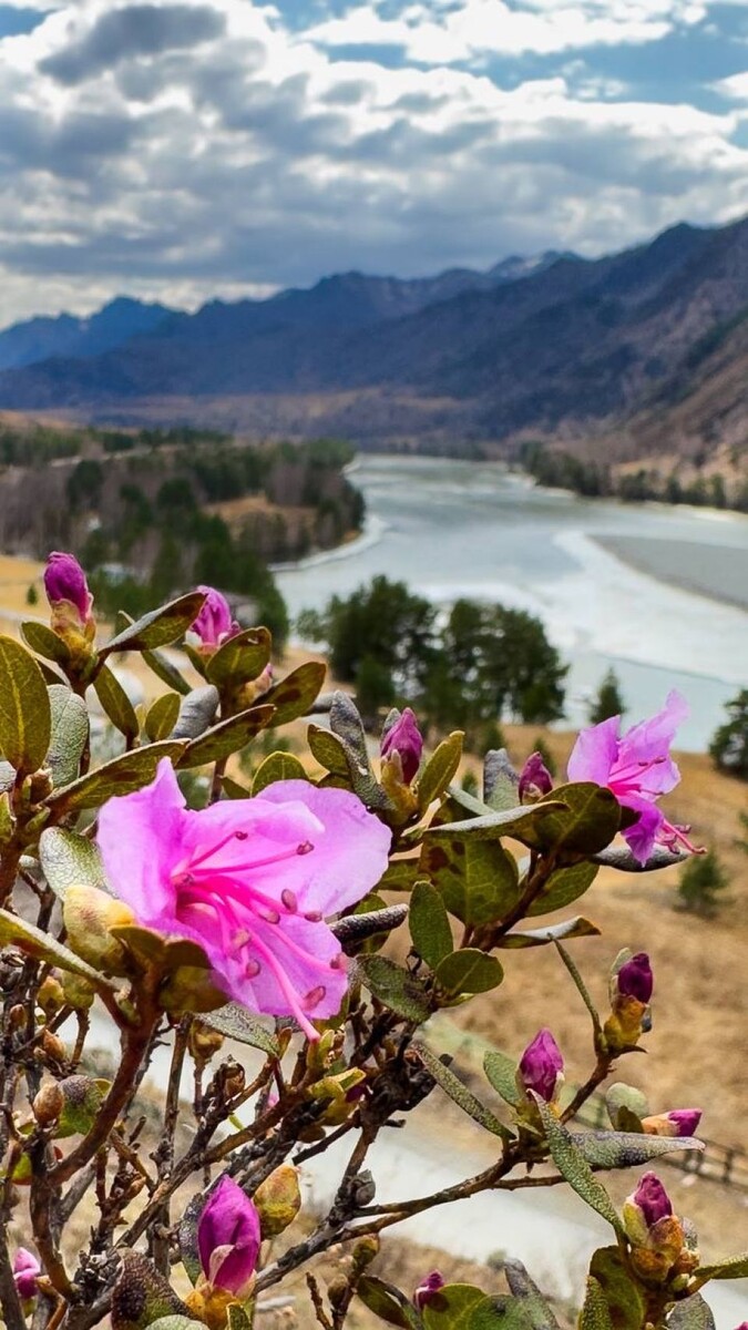    Первые цветущие кусты маральника в Чемальском районе. Источник: Телеграм-канал Инны Смирновой