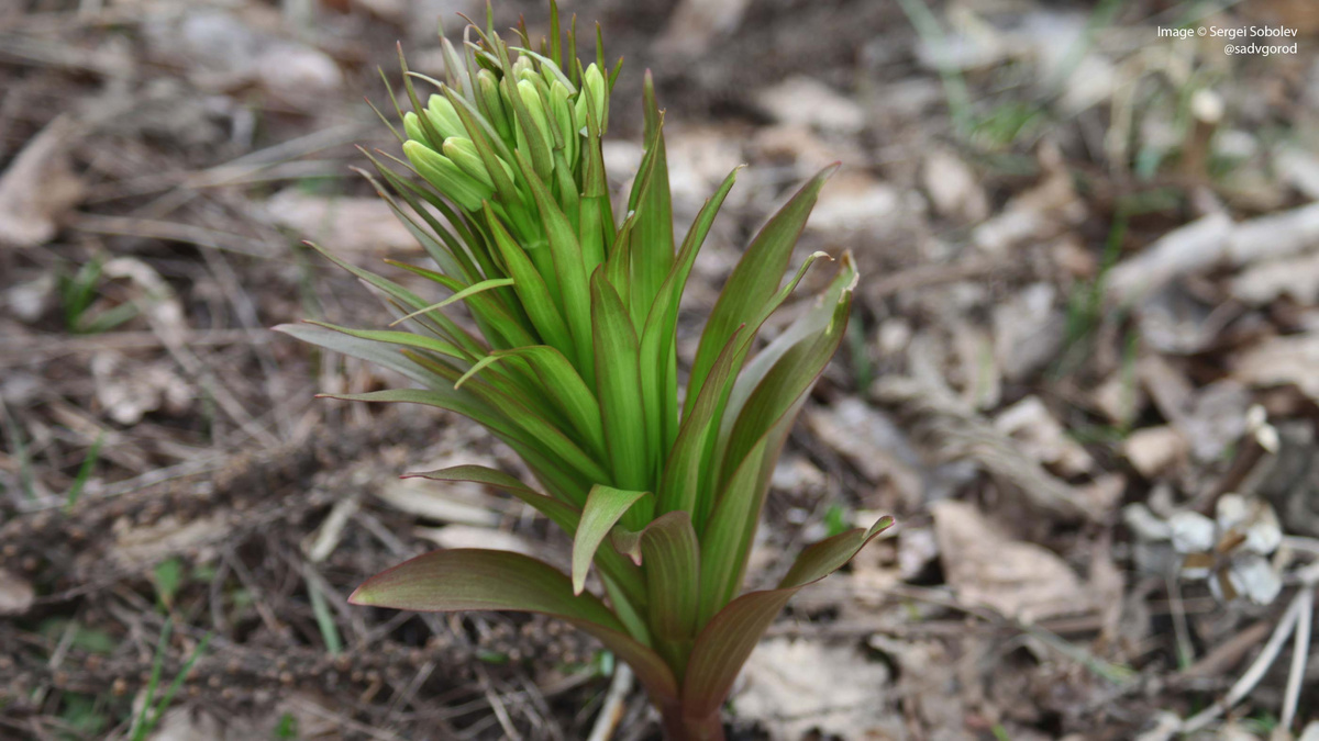 Рябчик Радде (Fritillaria raddeana) с бутонами. 2 фото.